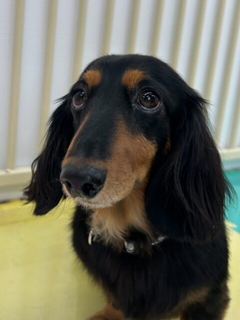 クッキーちゃん🐶
バロンちゃんに遊びに誘われていてしつこいと叱っていました😊
午後からはのんびり過ごしていました✨️
🐾🐶愛犬のお悩みご相談ください🐶🐾
@kenkohmura_official
↑フォロー待ってます↑
〒955-0091 新潟県三条市上須頃大割428−1
☎︎ 0256-35-2571
✉️ info@kenkohmura.jp
HP: http://kenkohmura.jp
LINE: https://lin.ee/7LIz5sb
#犬幸村#犬の幼稚園 #吠える噛む #犬のしつけ #トイレ
ミニチュアダックスフンド ミニチュアダックスフンド可愛い ミニチュアダックスフンド大好き