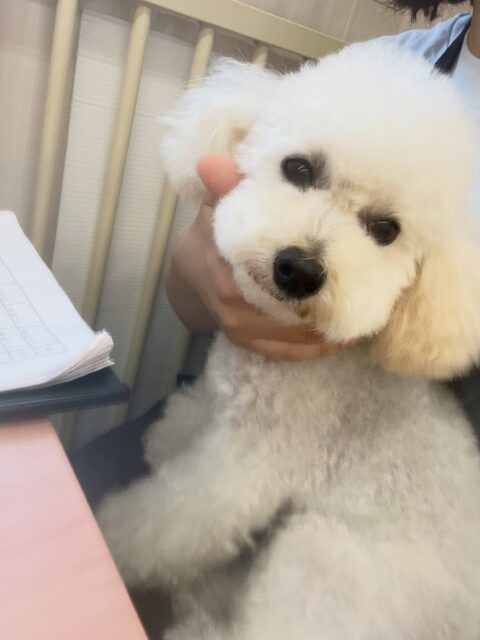 こむぎちゃん🐶
スタッフの膝の上に乗ってあまえたり、バロンちゃんに遊びに誘われるとやめて!と叱っていました😁
🐾🐶愛犬のお悩みご相談ください🐶🐾
@kenkohmura_official
↑フォロー待ってます↑
〒955-0091 新潟県三条市上須頃大割428−1
☎︎ 0256-35-2571
✉️ info@kenkohmura.jp
HP: http://kenkohmura.jp
LINE: https://lin.ee/7LIz5sb
#犬幸村#犬の幼稚園 #吠える噛む #犬のしつけ #トイレ
トイプードル トイプードル可愛い トイプードル大好き