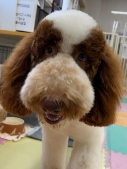 バロンちゃん🐶
クッキーちゃんを遊びに誘ったり、仲良しの柴犬ちゃんと激しく遊んでいました😄
🐾🐶愛犬のお悩みご相談ください🐶🐾
@kenkohmura_official
↑フォロー待ってます↑
〒955-0091 新潟県三条市上須頃大割428−1
☎︎ 0256-35-2571
✉️ info@kenkohmura.jp
HP: http://kenkohmura.jp
LINE: https://lin.ee/7LIz5sb
#犬幸村#犬の幼稚園 #吠える噛む #犬のしつけ #トイレ
スタンダードプードル スタンダードプードル大好き スタンダードプードル可愛い