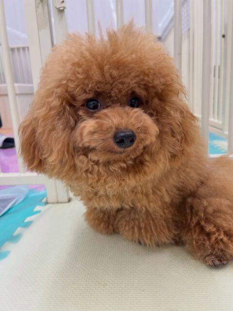 ププちゃん&ポポちゃん🐶
ププちゃんは仲良しのゆずちゃんに遊びに誘われていて仲良く遊んでいました😄
ポポちゃんはふうちゃんと楽しそうに遊んでいたり、お散歩トレーニングも頑張っていました✨️
🐾🐶愛犬のお悩みご相談ください🐶🐾
@kenkohmura_official
↑フォロー待ってます↑
〒955-0091 新潟県三条市上須頃大割428−1
☎︎ 0256-35-2571
✉️ info@kenkohmura.jp
HP: http://kenkohmura.jp
LINE: https://lin.ee/7LIz5sb
#犬幸村#犬の幼稚園 #吠える噛む #犬のしつけ #トイレ
トイプードル トイプードル大好き ポメラニアン ポメラニアン可愛い