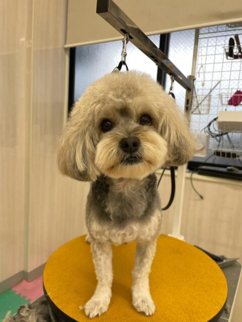 オレオちゃん🐶
本日歯磨きトレーニングを開始して2年1ヶ月が経ちました
歯の状態はかなりキープできているのでこのまま継続を意識して頑張りましょう✊
園内では、ふうちゃんやぽん太達と走り回ったり、ワンプロ仕掛けあい、激しい乗っかりあいをしていました👍
🐾🐶愛犬のお悩みご相談ください🐶🐾
@kenkohmura_official
↑フォロー待ってます↑
〒955-0091 新潟県三条市上須頃大割428−1
☎︎ 0256-35-2571
✉️ info@kenkohmura.jp
HP: http://kenkohmura.jp
LINE: https://lin.ee/7LIz5sb
#犬幸村#犬の幼稚園 #吠える、噛む #犬のしつけ #トイレ
ミックスミックス犬ミックス犬可愛いミックス犬大好きミックス犬倶楽部