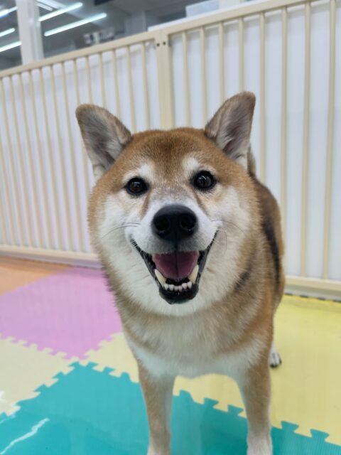 檸檬ちゃん🐶
チャリーちゃんに遊びに誘われていたり、ふうちゃんと挨拶していました😊
午後からは疲れたのかまったり過ごしていました☺️
🐾🐶愛犬のお悩みご相談ください🐶🐾
@kenkohmura_official
↑フォロー待ってます↑
〒955-0091 新潟県三条市上須頃大割428−1
☎︎ 0256-35-2571
✉️ info@kenkohmura.jp
HP: http://kenkohmura.jp
LINE: https://lin.ee/7LIz5sb
#犬幸村#犬の幼稚園 #吠える噛む #犬のしつけ #トイレ
柴犬 柴犬大好き 柴犬可愛い