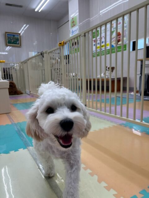 ふうちゃん🐶
本日は朝から夕方までゆずちゃんやププちゃん、ぽん太達と永遠に激しいワンプロをしたり、走り回ったりして楽しそうに過ごしていました🤣
🐾🐶愛犬のお悩みご相談ください🐶🐾
@kenkohmura_official
↑フォロー待ってます↑
〒955-0091 新潟県三条市上須頃大割428−1
☎︎ 0256-35-2571
✉️ info@kenkohmura.jp
HP: http://kenkohmura.jp
LINE: https://lin.ee/7LIz5sb
#犬幸村#犬の幼稚園 #吠える、噛む #犬のしつけ #トイレ
ミックスミックス犬ミックス犬可愛いミックス犬大好きミックス犬倶楽部