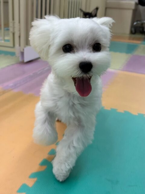チコちゃん🐶
本日はスタッフの後ろを追いかけてみたり、他の子達に匂いを嗅がれて少しビクビクしながらも園内を歩き回ったりすることができました👏

🐾🐶愛犬のお悩みご相談ください🐶🐾
@kenkohmura_official
 ↑フォロー待ってます↑

〒955-0091 新潟県三条市上須頃大割４２８−１
☎︎ 0256-35-2571
✉️ info@kenkohmura.jp
HP: http://kenkohmura.jp
LINE: https://lin.ee/7LIz5sb

#犬幸村#犬の幼稚園 #吠える、噛む #犬のしつけ #トイレ
ミックスミックスミックス犬ミックス犬可愛いミックス犬大好きミックス犬倶楽部