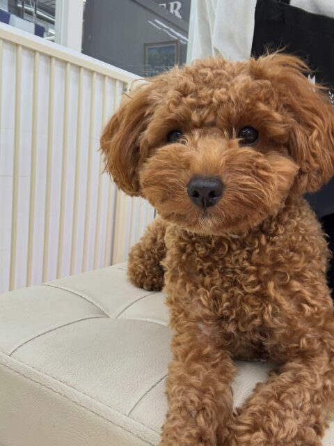 モカちゃん🐶
本日も朝から元気すぎるモカちゃん‼️のりまきちゃんや、ププちゃん、ポポちゃん達と走り回ったり、激しいワンプロを仕掛けあったりして楽しんでいました🤭
🐾🐶愛犬のお悩みご相談ください🐶🐾
@kenkohmura_official
↑フォロー待ってます↑
〒955-0091 新潟県三条市上須頃大割428−1
☎︎ 0256-35-2571
✉️ info@kenkohmura.jp
HP: http://kenkohmura.jp
LINE: https://lin.ee/7LIz5sb
#犬幸村#犬の幼稚園 #吠える、噛む #犬のしつけ #トイレ
トイプートイプー可愛いトイプー倶楽部トイプー可愛いすぎるトイプー大好き
