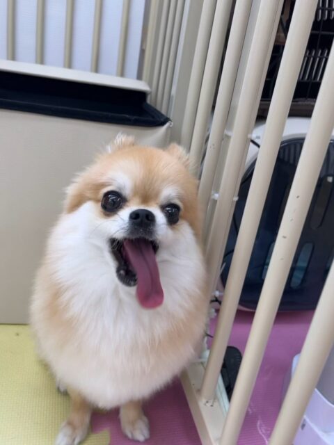チャロちゃん🐶
本日は朝からポポちゃんやププちゃん、のりまきちゃん達、スタッフとみんなでお話をしながら走り回ったり、追いかけっこをしたりして楽しんでいました🤭
🐾🐶愛犬のお悩みご相談ください🐶🐾
@kenkohmura_official
↑フォロー待ってます↑
〒955-0091 新潟県三条市上須頃大割428−1
☎︎ 0256-35-2571
✉️ info@kenkohmura.jp
HP: http://kenkohmura.jp
LINE: https://lin.ee/7LIz5sb
#犬幸村#犬の幼稚園 #吠える、噛む #犬のしつけ #トイレ
ミックスミックス犬ミックス犬可愛いミックス犬大好きミックス犬倶楽部