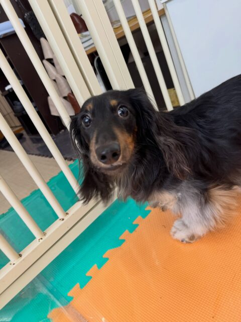 本日初来園の花斗ちゃん🐶
最初は緊張もあり、あまり動けませんでしたが、だんだん時間が経つに連れて、園内をおさんぽできるようになり、スタッフの後ろを突いて歩けるようになりました👍

🐾🐶愛犬のお悩みご相談ください🐶🐾
@kenkohmura_official
 ↑フォロー待ってます↑

〒955-0091 新潟県三条市上須頃大割４２８−１
☎︎ 0256-35-2571
✉️ info@kenkohmura.jp
HP: http://kenkohmura.jp
LINE: https://lin.ee/7LIz5sb

#犬幸村#犬の幼稚園 #吠える、噛む #犬のしつけ #トイレ
カニヘンダックスダックス可愛いダックス倶楽部カニヘンダックス大好き