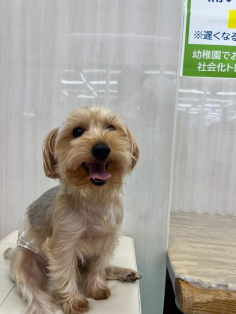 ロンちゃん🐶
本日はニコペットのちびっ子達やココアちゃんが気に入ったようで遊びを誘い合ったりして楽しそうに園内を大爆走していました🤭
🐾🐶愛犬のお悩みご相談ください🐶🐾
@kenkohmura_official
↑フォロー待ってます↑
〒955-0091 新潟県三条市上須頃大割428−1
☎︎ 0256-35-2571
✉️ info@kenkohmura.jp
HP: http://kenkohmura.jp
LINE: https://lin.ee/7LIz5sb
#犬幸村#犬の幼稚園 #吠える、噛む #犬のしつけ #トイレ
ヨーキーヨーキー可愛いヨーキー倶楽部ヨーキー可愛いすぎるヨーキー大好き