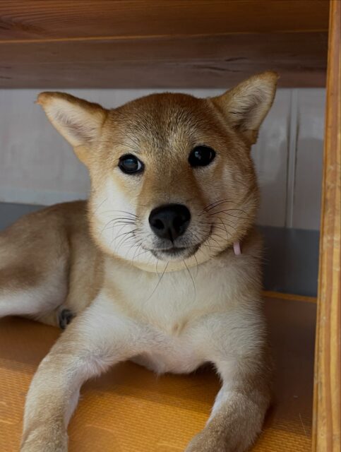 あんずちゃん🐶
大吉ちゃんが気に入ったみたいで遊びに誘ったり、仲良しのチャリーちゃんと激しく遊んだりしていました✨️
まめちゃんにしつこいと叱られていたりもしていました😊
🐾🐶愛犬のお悩みご相談ください🐶🐾
@kenkohmura_official
↑フォロー待ってます↑
〒955-0091 新潟県三条市上須頃大割428−1
☎︎ 0256-35-2571
✉️ info@kenkohmura.jp
HP: http://kenkohmura.jp
LINE: https://lin.ee/7LIz5sb
#犬幸村#犬の幼稚園 #吠える噛む #犬のしつけ #トイレ
柴犬 柴犬大好き 柴犬可愛い