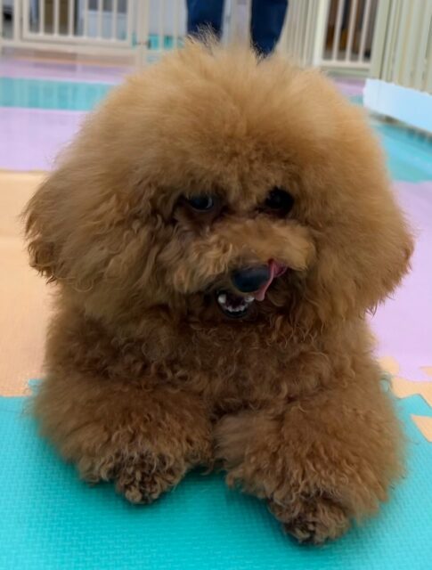 ププちゃん🐶
本日もニコペットのちびっ子達と激しいワンプロ仕掛けあったり、園内を走り回ったりして非常に楽しそうに過ごしていました🤭
他にも本日は飼い主様と一緒に歯磨きトレーニングを行いました‼️ププちゃんもポポちゃんも上手に歯磨きをさせてくれてよかったです‼️このままお家でも頑張っていきましょう✊
🐾🐶愛犬のお悩みご相談ください🐶🐾
@kenkohmura_official
↑フォロー待ってます↑
〒955-0091 新潟県三条市上須頃大割428−1
☎︎ 0256-35-2571
✉️ info@kenkohmura.jp
HP: http://kenkohmura.jp
LINE: https://lin.ee/7LIz5sb
#犬幸村#犬の幼稚園 #吠える、噛む #犬のしつけ #トイレ
トイプートイプー可愛いトイプー倶楽部トイプー可愛いすぎるトイプー大好き
