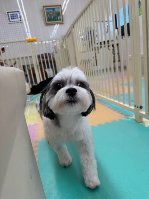 マナちゃん🐶
⁡
三条店初来園でした！✨️
⁡
今日は、初めての幼稚園で他の子にグイグイ来られると少し戸惑っていましたが、のんびり歩き回っていました！😍
また、自分から他の子の匂いを嗅ぎに行こうとしたりしていました！😊
⁡
🐾🐶愛犬のお悩みご相談ください🐶🐾
@kenkohmura_official
↑フォロー待ってます↑

☎︎ 0〒955-0091 新潟県三条市上須頃大割４２８−１256-35-2571
✉️ info@kenkohmura.jp
HP: http://kenkohmura.jp
LINE: https://lin.ee/7LIz5sb

#犬幸村#犬の幼稚園 #吠える、噛む #犬のしつけ #トイレ ミックス犬 ミックス犬大好き ミックス犬との暮らし