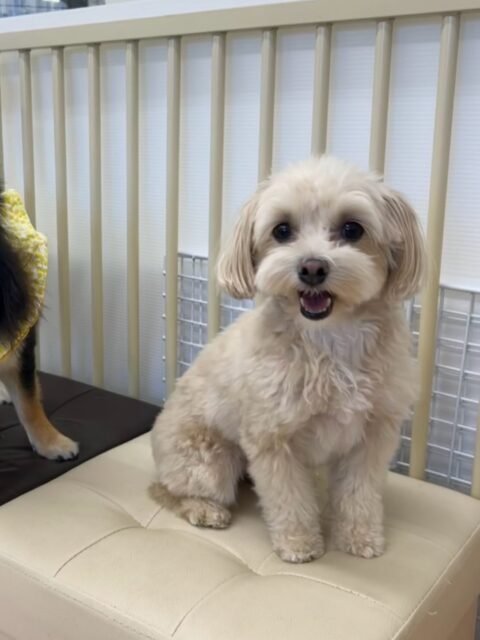 今日幼稚園体験に来てくれました！🐶
⁡
まろちゃんにグイグイ来られると少し戸惑っていました！😁
また、自分からゴロー丸ちゃんの匂いを嗅ぎに行ったり、一緒に椅子の上でのんびりくつろいでいました！😊
⁡
🐾🐶愛犬のお悩みご相談ください🐶🐾
@kenkohmura_official
↑フォロー待ってます↑

☎︎ 0〒955-0091 新潟県三条市上須頃大割４２８−１256-35-2571
✉️ info@kenkohmura.jp
HP: http://kenkohmura.jp
LINE: https://lin.ee/7LIz5sb

#犬幸村#犬の幼稚園 #吠える、噛む #犬のしつけ #トイレ ミックス犬 ミックス犬可愛い ミックス犬大好き