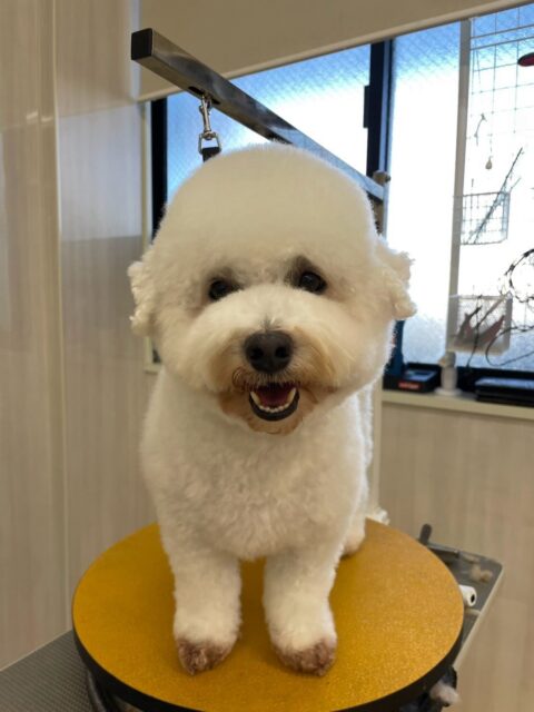 よもぎちゃん🐶
⁡
今日は、自分からモモちゃんの匂いを嗅ぎに行ったり、椅子の上でのんびりくつろいでいました！😊
また、店内へお散歩に行った時は、るんるんしながら楽しそうに歩いていました！😆
⁡
🐾🐶愛犬のお悩みご相談ください🐶🐾
@kenkohmura_official
↑フォロー待ってます↑

☎︎ 0〒955-0091 新潟県三条市上須頃大割４２８−１256-35-2571
✉️ info@kenkohmura.jp
HP: http://kenkohmura.jp
LINE: https://lin.ee/7LIz5sb

#犬幸村#犬の幼稚園 #吠える、噛む #犬のしつけ #トイレミックス犬 ミックス犬大好きミックス犬との暮らし