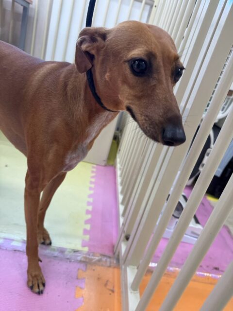 カノアちゃん＆クールちゃん🐶
⁡
カノアちゃんは、やん丸に｢遊ぼうぜー！｣と遊びに誘われていました！😊
⁡
クールちゃんは、レーキングが終わると｢さっぱりしたー！｣と言ってそうな顔で園内を散策していました！ 😆
⁡
🐾🐶愛犬のお悩みご相談ください🐶🐾
@kenkohmura_official
↑フォロー待ってます↑

☎︎ 0〒955-0091 新潟県三条市上須頃大割４２８−１256-35-2571
✉️ info@kenkohmura.jp
HP: http://kenkohmura.jp
LINE: https://lin.ee/7LIz5sb

#犬幸村#犬の幼稚園 #吠える、噛む #犬のしつけ #トイレ ミックス犬 ミックス犬可愛い ミニチュアピンシャー ミニチュアピンシャー大好きさん