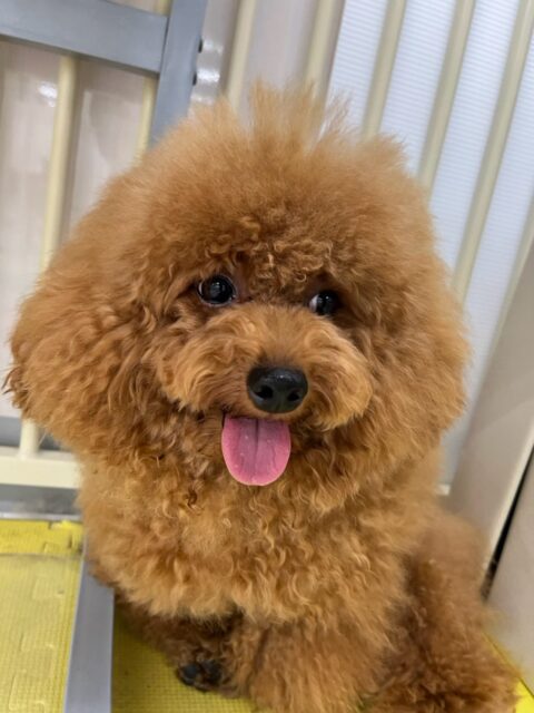 ププちゃん&ポポちゃん🐶
本日からポポちゃん歯磨きトレーニングスタートです🦷
とても綺麗なのでこのまま継続を意識して頑張りましょう✊
園内でププちゃんは、モカちゃんやチャロちゃん達と楽しそうに走り回ったり、みんなでワンプロ仕掛けあったりして過ごしていました🤭
ポポちゃんは、チャロちゃんやニコペットのちびっ子達と激しいワンプロを繰り広げたり、追いかけっこをしたりして楽しんでいました👍
🐾🐶愛犬のお悩みご相談ください🐶🐾
@kenkohmura_official
↑フォロー待ってます↑
〒955-0091 新潟県三条市上須頃大割428−1
☎︎ 0256-35-2571
✉️ info@kenkohmura.jp
HP: http://kenkohmura.jp
LINE: https://lin.ee/7LIz5sb
#犬幸村#犬の幼稚園 #吠える、噛む #犬のしつけ #トイレ
トイプートイプー可愛いポメラニアンポメラニアン可愛いすぎる