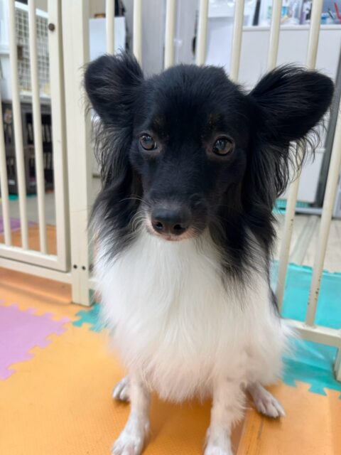 リラちゃん🐶
本日も大好きなマロンちゃんと一緒に他の子達の匂いをかいだり、ポポちゃんやププちゃん、ふうちゃん達に遊びを誘われて走り回ったりして過ごしていました🤭
🐾🐶愛犬のお悩みご相談ください🐶🐾
@kenkohmura_official
↑フォロー待ってます↑
〒955-0091 新潟県三条市上須頃大割428−1
☎︎ 0256-35-2571
✉️ info@kenkohmura.jp
HP: http://kenkohmura.jp
LINE: https://lin.ee/7LIz5sb
#犬幸村#犬の幼稚園 #吠える、噛む #犬のしつけ #トイレ
ミックスミックス犬ミックス犬可愛いミックス犬大好きミックス犬倶楽部