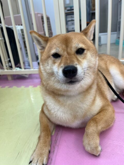 のりまきちゃん🐶
本日は朝からやん丸にお腹を出してみたり、モカちゃんや、ポポちゃん達と大爆走で園内を駆け回ったりして元気に楽しそうに過ごしていました🤭
🐾🐶愛犬のお悩みご相談ください🐶🐾
@kenkohmura_official
↑フォロー待ってます↑
〒955-0091 新潟県三条市上須頃大割428−1
☎︎ 0256-35-2571
✉️ info@kenkohmura.jp
HP: http://kenkohmura.jp
LINE: https://lin.ee/7LIz5sb
#犬幸村#犬の幼稚園 #吠える、噛む #犬のしつけ #トイレ
柴犬柴犬可愛いすぎる柴犬大好き柴犬倶楽部柴犬可愛い