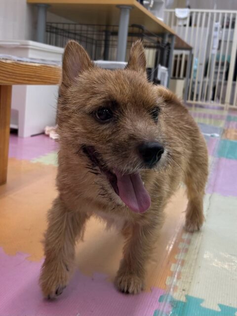 本日の鶴丸🐶
本日は朝から夕方までずーっとコタローちゃんと匂いを嗅ぎ合ったり、追いかけっこをしたり、遊びを誘い合ったりして過ごしていました🤭

🐾🐶愛犬のお悩みご相談ください🐶🐾
@kenkohmura_official
 ↑フォロー待ってます↑

〒955-0091 新潟県三条市上須頃大割４２８−１
☎︎ 0256-35-2571
✉️ info@kenkohmura.jp
HP: http://kenkohmura.jp
LINE: https://lin.ee/7LIz5sb

#犬幸村#犬の幼稚園 #吠える、噛む #犬のしつけ #トイレ
ノーリッチテリアノーリッチテリア大好きノーリッチテリア倶楽部