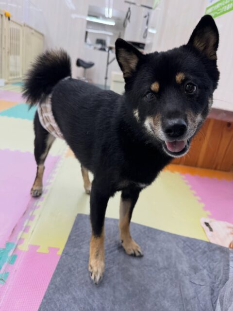 コタローちゃん🐶
本日歯磨きトレーニングを開始して1年3ヶ月が経ちました歯の状態はかなり綺麗に保てているのでこのまま継続を意識して頑張っていきましょう✊

園内では、鶴丸や、ニコペットの柴犬ちゃんにかまってアピールを永遠にしたり、激しいワンプロ仕掛けあったりして楽しく過ごしていました🤭

🐾🐶愛犬のお悩みご相談ください🐶🐾
@kenkohmura_official
 ↑フォロー待ってます↑

〒955-0091 新潟県三条市上須頃大割４２８−１
☎︎ 0256-35-2571
✉️ info@kenkohmura.jp
HP: http://kenkohmura.jp
LINE: https://lin.ee/7LIz5sb

#犬幸村#犬の幼稚園 #吠える、噛む #犬のしつけ #トイレ
柴犬柴犬可愛い柴犬大好き柴犬可愛いすぎる柴犬倶楽部