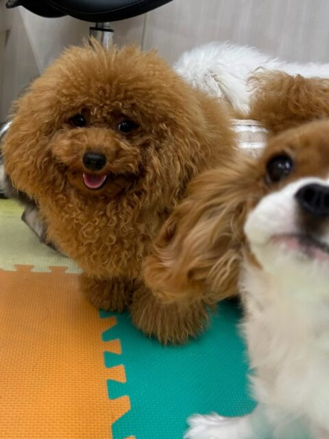 ププちゃん🐶
本日もニコペットのちびっ子達やコタローちゃん、初来園の花斗ちゃん達とも楽しそうに追いかけっこや遊びを誘ったりしてくれました👍

🐾🐶愛犬のお悩みご相談ください🐶🐾
@kenkohmura_official
 ↑フォロー待ってます↑

〒955-0091 新潟県三条市上須頃大割４２８−１
☎︎ 0256-35-2571
✉️ info@kenkohmura.jp
HP: http://kenkohmura.jp
LINE: https://lin.ee/7LIz5sb

#犬幸村#犬の幼稚園 #吠える、噛む #犬のしつけ #トイレ
トイプートイプー可愛いトイプー倶楽部トイプー可愛いすぎるトイプー大好き