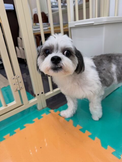 本日幼稚園体験に来てくれました🐶
最初は緊張からか全く動けずにいましたが、だんだん他の子達に匂いを嗅がれてみたり、挨拶をされたりして動けるようになっていました👍
🐾🐶愛犬のお悩みご相談ください🐶🐾
@kenkohmura_official
↑フォロー待ってます↑
〒955-0091 新潟県三条市上須頃大割428−1
☎︎ 0256-35-2571
✉️ info@kenkohmura.jp
HP: http://kenkohmura.jp
LINE: https://lin.ee/7LIz5sb
#犬幸村#犬の幼稚園 #吠える、噛む #犬のしつけ #トイレ
ミックスミックス犬ミックス犬可愛いミックス犬大好きミックス犬倶楽部
