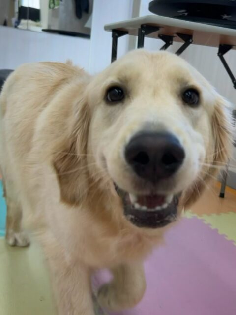 くーちゃん🐶
⁡
今日は、マルちゃんに｢遊ぼうよ〜｣とちょっかい出されていました！😊
また、店内へお散歩に行った時は楽しそうに歩いていました！😆
⁡
🐾🐶愛犬のお悩みご相談ください🐶🐾
@kenkohmura_official
↑フォロー待ってます↑

☎︎ 0〒955-0091 新潟県三条市上須頃大割４２８−１256-35-2571
✉️ info@kenkohmura.jp
HP: http://kenkohmura.jp
LINE: https://lin.ee/7LIz5sb

#犬幸村#犬の幼稚園 #吠える、噛む #犬のしつけ #トイレ ゴールデンレトリーバー ゴールデンレトリーバー可愛い ゴールデンレトリーバー大好き