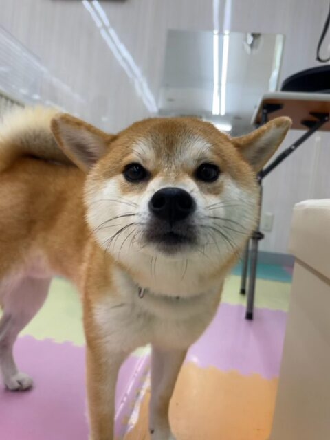 こまちゃん🐶
本日歯磨きトレーニングを開始して11ヶ月が経ちました🦷
歯の状態はかなり綺麗にキープされているのでこのまま継続を意識して頑張りましょう✊
園内では、まめちゃんやチャリーちゃん、大吉ちゃん達と激しすぎるおしゃべりをしたり、みんなで追いかけっこをしたりして楽しんでいました👍
🐾🐶愛犬のお悩みご相談ください🐶🐾
@kenkohmura_official
↑フォロー待ってます↑
〒955-0091 新潟県三条市上須頃大割428−1
☎︎ 0256-35-2571
✉️ info@kenkohmura.jp
HP: http://kenkohmura.jp
LINE: https://lin.ee/7LIz5sb
#犬幸村#犬の幼稚園 #吠える、噛む #犬のしつけ #トイレ
柴犬柴犬可愛いすぎる柴犬大好き柴犬倶楽部