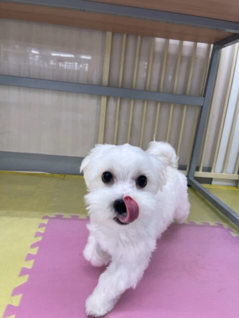 チコちゃん🐶
本日は昨日よりも園内を楽しそうに走り回ったり、みんなと追いかけっこをしあったりして楽しんでいました🤭
ニコペットのちびっ子達ともかなり良い関係を築けたように感じました👏
🐾🐶愛犬のお悩みご相談ください🐶🐾
@kenkohmura_official
↑フォロー待ってます↑
〒955-0091 新潟県三条市上須頃大割428−1
☎︎ 0256-35-2571
✉️ info@kenkohmura.jp
HP: http://kenkohmura.jp
LINE: https://lin.ee/7LIz5sb
#犬幸村#犬の幼稚園 #吠える、噛む #犬のしつけ #トイレ
ミックスミックス犬可愛いミックス犬大好きミックス犬倶楽部