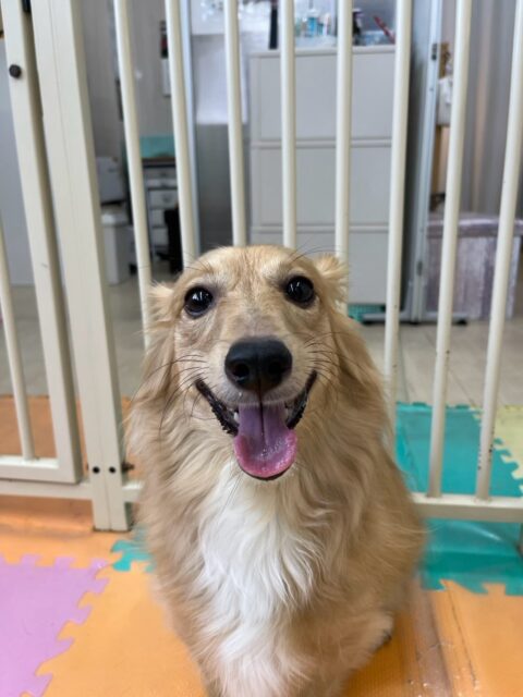 ココアちゃん🐶
本日はクッキーちゃんやププちゃん、ロンちゃん達とちょっかいを出し合ってみたり、遊びを誘い合ったりして仲良く楽しく過ごしていました🤭
🐾🐶愛犬のお悩みご相談ください🐶🐾
@kenkohmura_official
↑フォロー待ってます↑
〒955-0091 新潟県三条市上須頃大割428−1
☎︎ 0256-35-2571
✉️ info@kenkohmura.jp
HP: http://kenkohmura.jp
LINE: https://lin.ee/7LIz5sb
#犬幸村#犬の幼稚園 #吠える、噛む #犬のしつけ #トイレ
ミックスミックス犬ミックス犬可愛いミックス犬大好きミックス犬可愛いすぎる