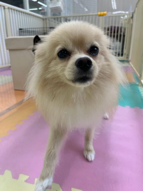 ベルちゃん🐶
本日は自分から遊びを誘ってみたり、誘われてしつこいよ‼️とブチギレたりしていました🤣
楽しそうに走り回ってみたり、園内を大爆走してみたりして楽しそうに過ごしていました🤭

🐾🐶愛犬のお悩みご相談ください🐶🐾
@kenkohmura_official
 ↑フォロー待ってます↑

〒955-0091 新潟県三条市上須頃大割４２８−１
☎︎ 0256-35-2571
✉️ info@kenkohmura.jp
HP: http://kenkohmura.jp
LINE: https://lin.ee/7LIz5sb

#犬幸村#犬の幼稚園 #吠える、噛む #犬のしつけ #トイレ
ポメラニアンポメラニアン可愛いポメラニアン大好きポメラニアン倶楽部ポメラニアン可愛いすぎる