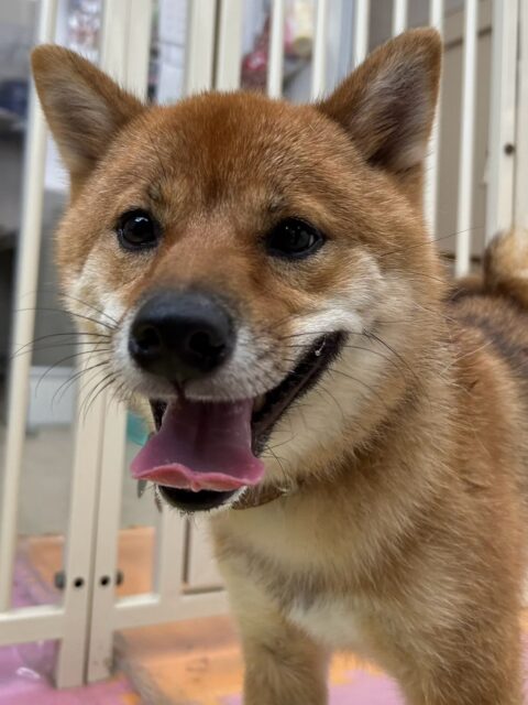 コロンちゃん🐶
⁡
歯磨きトレーニングを開始してから2年が経過しました！コツコツ頑張っていることもあり、綺麗な状態を保つことができています！🦷🪥✨
⁡
今日は、柴犬ちゃんに｢遊ぼうよー！｣と遊びに誘われて楽しそうに走り回って遊んでいました！😆
また、他の子のお迎えが来ると｢僕も早く帰りたい！｣と主張していました！😊
⁡
🐾🐶愛犬のお悩みご相談ください🐶🐾
@kenkohmura_official
↑フォロー待ってます↑

☎︎ 0〒955-0091 新潟県三条市上須頃大割４２８−１256-35-2571
✉️ info@kenkohmura.jp
HP: http://kenkohmura.jp
LINE: https://lin.ee/7LIz5sb

#犬幸村#犬の幼稚園 #吠える、噛む #犬のしつけ #トイレ 柴犬 柴犬可愛い 柴犬大好き