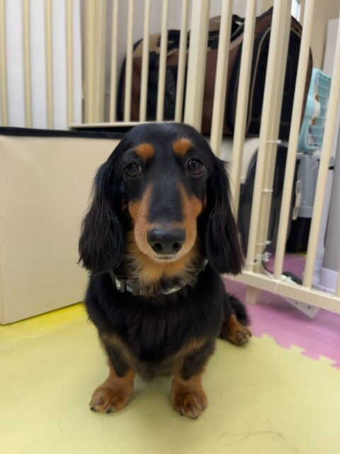 クッキーちゃん🐶
本日はココアちゃんやニコペットのちびっ子達にたくさんちょっかいを出されたり、遊びに誘われたりして過ごしていました🤭
🐾🐶愛犬のお悩みご相談ください🐶🐾
@kenkohmura_official
↑フォロー待ってます↑
〒955-0091 新潟県三条市上須頃大割428−1
☎︎ 0256-35-2571
✉️ info@kenkohmura.jp
HP: http://kenkohmura.jp
LINE: https://lin.ee/7LIz5sb
#犬幸村#犬の幼稚園 #吠える、噛む #犬のしつけ #トイレ
ダックスダックス可愛いダックス倶楽部ダックス可愛いすぎる