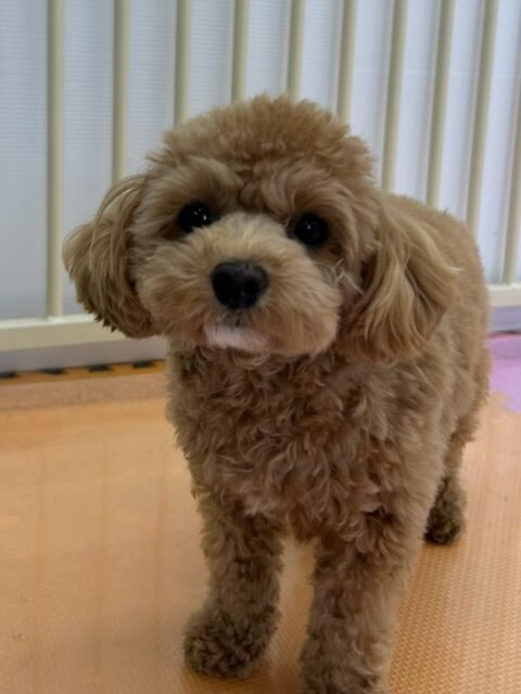 風夾ちゃん🐶
⁡
今日は、きりまる･まろちゃんに｢何してるのー！｣と話しかけられていました！🥰
また、スタッフが近くに来ると｢膝の上乗せてー！｣と甘えん坊さんしていました！😆
⁡
🐾🐶愛犬のお悩みご相談ください🐶🐾
@kenkohmura_official
↑フォロー待ってます↑

☎︎ 0〒955-0091 新潟県三条市上須頃大割４２８−１256-35-2571
✉️ info@kenkohmura.jp
HP: http://kenkohmura.jp
LINE: https://lin.ee/7LIz5sb

#犬幸村#犬の幼稚園 #吠える、噛む #犬のしつけ #トイレ ミックス犬 ミックス犬可愛い ミックス犬大好きさん