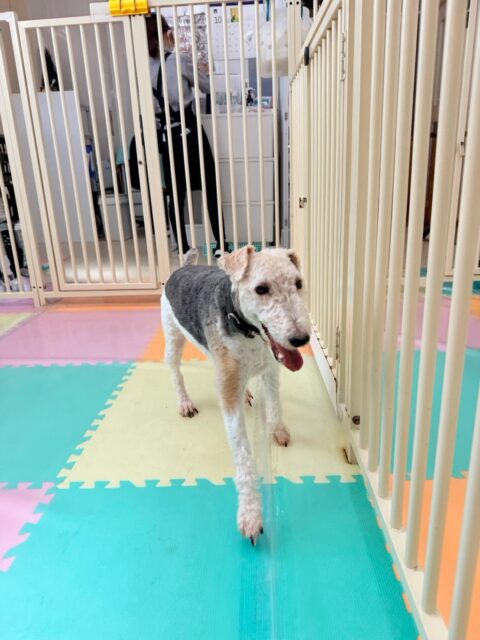 ポコちゃん🐶
本日はマルちゃんやコロンちゃん、コハクちゃんや北斗ちゃん達と走り回ったり、追いかけっこをして発散して過ごしていました🤭

🐾🐶愛犬のお悩みご相談ください🐶🐾
@kenkohmura_official
 ↑フォロー待ってます↑

〒955-0091 新潟県三条市上須頃大割４２８−１
☎︎ 0256-35-2571
✉️ info@kenkohmura.jp
HP: http://kenkohmura.jp
LINE: https://lin.ee/7LIz5sb

#犬幸村#犬の幼稚園 #吠える、噛む #犬のしつけ #トイレ
ワイヤーフォックステリアワイヤーフォックステリア可愛いワイヤーフォックステリア大好きワイヤーフォックステリア倶楽部
