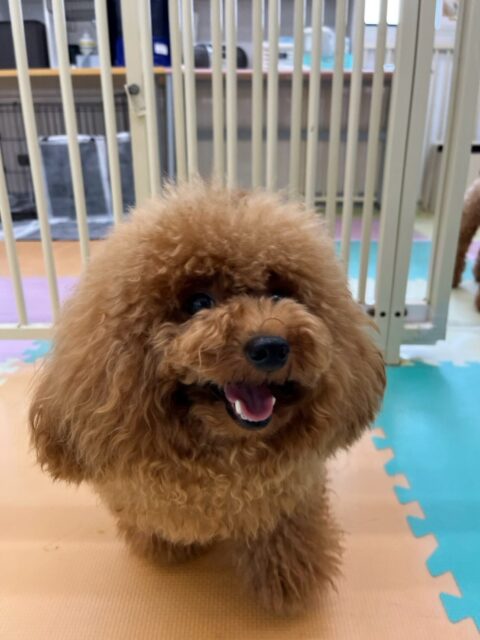 ププちゃん🐶
本日はニコペットのちびっ子達や夏紬ちゃんや寅丸ちゃん達と園内を走り回ったり、激しいワンプロを仕掛けあったりして過ごしていました🤭

🐾🐶愛犬のお悩みご相談ください🐶🐾
@kenkohmura_official
 ↑フォロー待ってます↑

〒955-0091 新潟県三条市上須頃大割４２８−１
☎︎ 0256-35-2571
✉️ info@kenkohmura.jp
HP: http://kenkohmura.jp
LINE: https://lin.ee/7LIz5sb

#犬幸村#犬の幼稚園 #吠える、噛む #犬のしつけ #トイレ
トイプートイプー可愛いトイプー倶楽部トイプー可愛いすぎる
