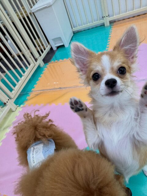 本日幼稚園体験に来てくれました🐶
最初からポポちゃんやププちゃん、ポコちゃん達と走り回ったり、みんなで激しいワンプロ仕掛けあったりして楽しそうに過ごせていました👍

🐾🐶愛犬のお悩みご相談ください🐶🐾
@kenkohmura_official
 ↑フォロー待ってます↑

〒955-0091 新潟県三条市上須頃大割４２８−１
☎︎ 0256-35-2571
✉️ info@kenkohmura.jp
HP: http://kenkohmura.jp
LINE: https://lin.ee/7LIz5sb

#犬幸村#犬の幼稚園 #吠える、噛む #犬のしつけ #トイレ
ミックスミックス犬ミックス犬可愛いミックス犬大好きミックス犬倶楽部