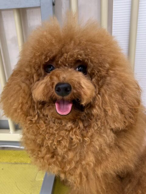 ププちゃん🐶
本日もニコペットのちびっ子達がお気に入りのようで、ニコペットのちびっ子達とスタッフが遊んでいると俺のだぞー‼️と後ろを追いかけてきました🤣
🐾🐶愛犬のお悩みご相談ください🐶🐾
@kenkohmura_official
↑フォロー待ってます↑
〒955-0091 新潟県三条市上須頃大割428−1
☎︎ 0256-35-2571
✉️ info@kenkohmura.jp
HP: http://kenkohmura.jp
LINE: https://lin.ee/7LIz5sb
#犬幸村#犬の幼稚園 #吠える、噛む #犬のしつけ #トイレ
トイプートイプー可愛いトイプー倶楽部トイプー大好きトイプー可愛いすぎる