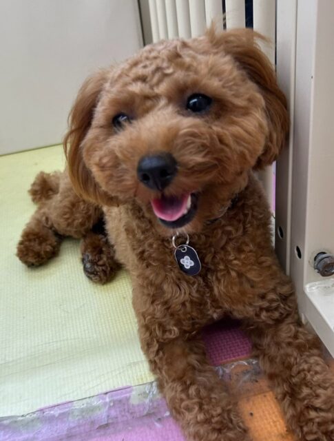モカちゃん🐶
本日歯磨きトレーニングを開始して8ヶ月が経ちました🦷
歯の状態はほぼ汚れがなく、完璧に近いです‼️このまま継続をしてキープしていきましょう✊
園内では、ププちゃんやニコペットのちびっ子達と走ってみたり、コタローちゃんやニコペットの柴ちゃん達にしつこいよ‼️と怒ったりして上手に切り替えて遊んでいました🤭
🐾🐶愛犬のお悩みご相談ください🐶🐾
@kenkohmura_official
↑フォロー待ってます↑
〒955-0091 新潟県三条市上須頃大割428−1
☎︎ 0256-35-2571
✉️ info@kenkohmura.jp
HP: http://kenkohmura.jp
LINE: https://lin.ee/7LIz5sb
#犬幸村#犬の幼稚園 #吠える、噛む #犬のしつけ #トイレ
トイプートイプー可愛いトイプー倶楽部トイプー可愛いすぎるトイプー大好き