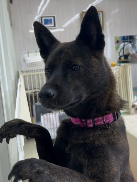 夏紬ちゃん🐶
本日は園内を走り回ったり、寅丸ちゃんや北斗ちゃん、鶴丸達とワンプロを仕掛けあったり、みんなでお話をしながら過ごしていました👍

🐾🐶愛犬のお悩みご相談ください🐶🐾
@kenkohmura_official
 ↑フォロー待ってます↑

〒955-0091 新潟県三条市上須頃大割４２８−１
☎︎ 0256-35-2571
✉️ info@kenkohmura.jp
HP: http://kenkohmura.jp
LINE: https://lin.ee/7LIz5sb

#犬幸村#犬の幼稚園 #吠える、噛む #犬のしつけ #トイレ
甲斐犬甲斐犬大好き甲斐犬倶楽部甲斐犬可愛いすぎる