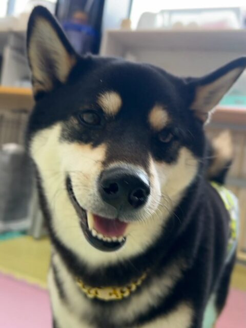 北斗ちゃん🐶
本日は夏紬ちゃんや寅丸ちゃん、鶴丸達とたくさんおしゃべりをしたり、ヒップアタック合戦をしたりしてまったり楽しんでいました🤭

🐾🐶愛犬のお悩みご相談ください🐶🐾
@kenkohmura_official
 ↑フォロー待ってます↑

〒955-0091 新潟県三条市上須頃大割４２８−１
☎︎ 0256-35-2571
✉️ info@kenkohmura.jp
HP: http://kenkohmura.jp
LINE: https://lin.ee/7LIz5sb

#犬幸村#犬の幼稚園 #吠える、噛む #犬のしつけ #トイレ
柴犬柴犬可愛い柴犬大好き柴犬可愛いすぎる柴犬倶楽部