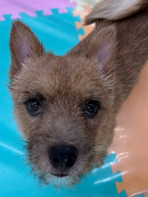 本日の鶴丸🐶
本日は夏紬ちゃんや寅丸ちゃん、北斗ちゃん達にかまってアピールをしたり、みんなとおしゃべりをしながら楽しそうに走り回ったりして過ごしていました🤭

🐾🐶愛犬のお悩みご相談ください🐶🐾
@kenkohmura_official
 ↑フォロー待ってます↑

〒955-0091 新潟県三条市上須頃大割４２８−１
☎︎ 0256-35-2571
✉️ info@kenkohmura.jp
HP: http://kenkohmura.jp
LINE: https://lin.ee/7LIz5sb

#犬幸村#犬の幼稚園 #吠える、噛む #犬のしつけ #トイレ
ノーリッチテリアノーリッチテリア大好きノーリッチテリア倶楽部ノーリッチテリア可愛いすぎるノーリッチテリア大好き