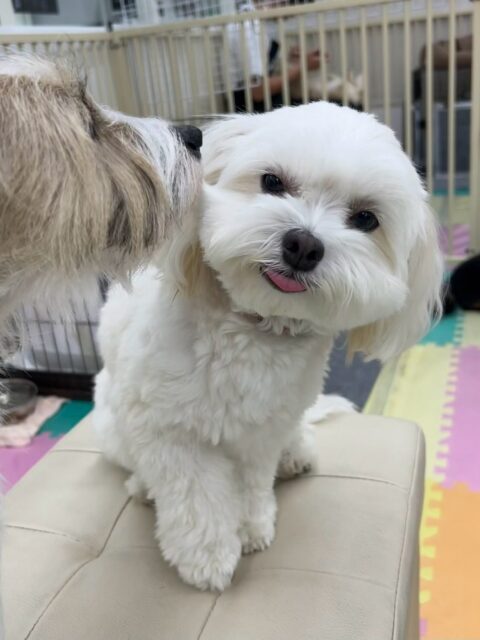 むくちゃん🐶
本日もやん丸やベン、コタローちゃんやニコペットの柴ちゃん達にお腹を出してたくさんかまってアピールをして過ごしていました😍
🐾🐶愛犬のお悩みご相談ください🐶🐾
@kenkohmura_official
↑フォロー待ってます↑
〒955-0091 新潟県三条市上須頃大割428−1
☎︎ 0256-35-2571
✉️ info@kenkohmura.jp
HP: http://kenkohmura.jp
LINE: https://lin.ee/7LIz5sb
#犬幸村#犬の幼稚園 #吠える、噛む #犬のしつけ #トイレ
ミックスミックス犬ミックス犬可愛いミックス犬大好きミックス犬倶楽部