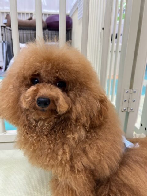 ププちゃん＆ポポちゃん🐶
本日は２頭ともももちゃんや幼稚園体験に来てくれた子達に夢中で走り回ったり、ワンプロを仕掛けあったりして過ごしていました🤭

🐾🐶愛犬のお悩みご相談ください🐶🐾
@kenkohmura_official
 ↑フォロー待ってます↑

〒955-0091 新潟県三条市上須頃大割４２８−１
☎︎ 0256-35-2571
✉️ info@kenkohmura.jp
HP: http://kenkohmura.jp
LINE: https://lin.ee/7LIz5sb

#犬幸村#犬の幼稚園 #吠える、噛む #犬のしつけ #トイレ
トイプートイプー可愛いトイプー倶楽部ポメラニアンポメラニアン大好きポメラニアン倶楽部