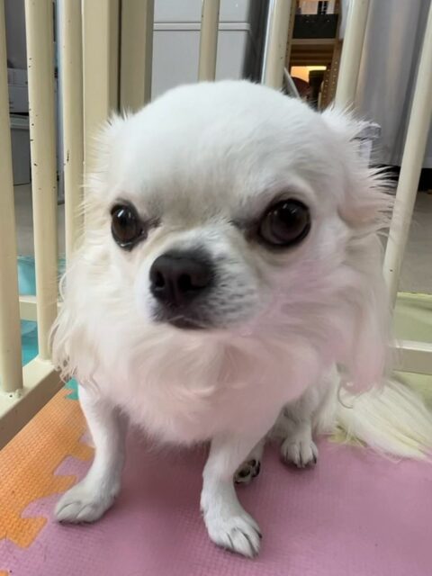 ビビちゃん🐶
本日歯磨きトレーニングを開始して2年1ヶ月が経ちました
歯の状態は少し汚れがつきましたが、キープはできているのでこのまま継続を意識して頑張りましょう👍
園内では久しぶりに神楽に会えてテンションが上がったのかココアちゃんや風夾ちゃん、まろちゃん達にもうアタック‼️嬉しそうに走っていました👍
🐾🐶愛犬のお悩みご相談ください🐶🐾
@kenkohmura_official
↑フォロー待ってます↑
〒955-0091 新潟県三条市上須頃大割428−1
☎︎ 0256-35-2571
✉️ info@kenkohmura.jp
HP: http://kenkohmura.jp
LINE: https://lin.ee/7LIz5sb
#犬幸村#犬の幼稚園 #吠える、噛む #犬のしつけ #トイレ
チワワチワワ可愛いチワワ倶楽部チワワ可愛いすぎるチワワ大好き