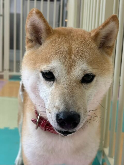 寅丸ちゃん🐶
本日歯磨きトレーニングを開始して1年11ヶ月が経ちました
歯の状態は非常に綺麗にキープできているのでこのまま継続を意識して綺麗なの状態を保てるようにしましょう✊

園内では久しぶりの幼稚園にテンション大爆発で園内を猛ダッシュで走り回ったり、みんなを遊びに誘って夕方まで休憩せずに動き回っていました🤣

🐾🐶愛犬のお悩みご相談ください🐶🐾
@kenkohmura_official
 ↑フォロー待ってます↑

〒955-0091 新潟県三条市上須頃大割４２８−１
☎︎ 0256-35-2571
✉️ info@kenkohmura.jp
HP: http://kenkohmura.jp
LINE: https://lin.ee/7LIz5sb

#犬幸村#犬の幼稚園 #吠える、噛む #犬のしつけ #トイレ
柴犬柴犬可愛い柴犬大好き柴犬倶楽部柴犬可愛いすぎる