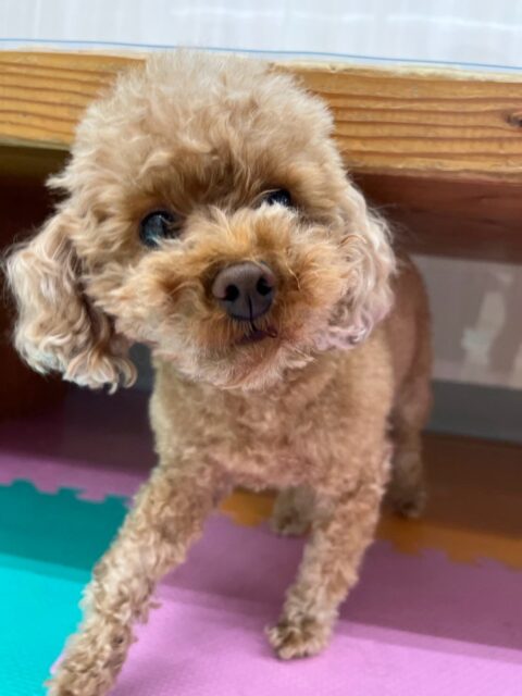 結希ちゃん🐶
本日歯磨きトレーニングを開始して2年1ヶ月が経ちました
歯の状態は少し歯と歯茎の間が汚れがついてきているので頑張って継続していきましょう✊

園内ではもこちゃんややん丸、鶴丸達と匂いを嗅ぎ合ったり、みんなで挨拶をしあったりして上手にコミュニケーションをとっていました👍

🐾🐶愛犬のお悩みご相談ください🐶🐾
@kenkohmura_official
 ↑フォロー待ってます↑

〒955-0091 新潟県三条市上須頃大割４２８−１
☎︎ 0256-35-2571
✉️ info@kenkohmura.jp
HP: http://kenkohmura.jp
LINE: https://lin.ee/7LIz5sb

#犬幸村#犬の幼稚園 #吠える、噛む #犬のしつけ #トイレ
トイプートイプー可愛いトイプー倶楽部トイプー可愛いすぎるトイプー大好き