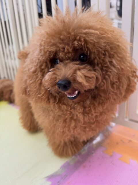ププちゃん🐶
本日は久しぶりにココアちゃんに会えてすごく嬉しそうに走り回ったり、ワンプロを仕掛けて、構ってアピールをして過ごしていました🤭
🐾🐶愛犬のお悩みご相談ください🐶🐾
@kenkohmura_official
↑フォロー待ってます↑
〒955-0091 新潟県三条市上須頃大割428−1
☎︎ 0256-35-2571
✉️ info@kenkohmura.jp
HP: http://kenkohmura.jp
LINE: https://lin.ee/7LIz5sb
#犬幸村#犬の幼稚園 #吠える、噛む #犬のしつけ #トイレ
トイプートイプー可愛いトイプー倶楽部トイプー可愛いすぎるトイプー大好き