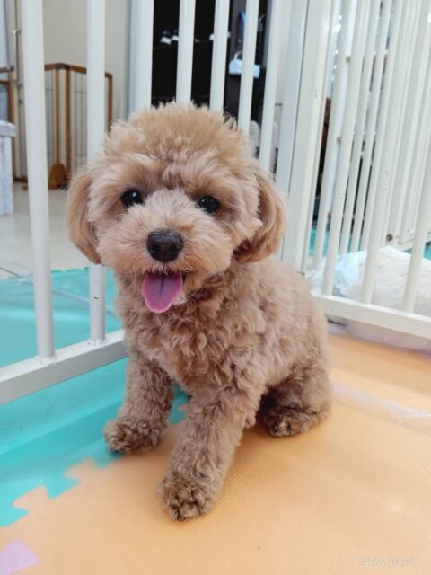 風夾ちゃん🐶
本日は前までスタッフの足元で遊んでいましたが、今回は自分から遊びに行って、まろちゃんやきりまるちゃんと遊んだり、匂いを嗅いでみたりしてコミュニケーションが取れていました👍
🐾🐶愛犬のお悩みご相談ください🐶🐾
@kenkohmura_official
↑フォロー待ってます↑
〒955-0091 新潟県三条市上須頃大割428−1
☎︎ 0256-35-2571
✉️ info@kenkohmura.jp
HP: http://kenkohmura.jp
LINE: https://lin.ee/7LIz5sb
#犬幸村#犬の幼稚園 #吠える、噛む #犬のしつけ #トイレ
ミックスミックス犬ミックス犬可愛いミックス犬大好き