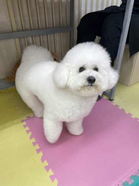 ピピちゃん🐶
本日は朝から鶴丸や神楽、ニコペットのちびっ子達と走り回ったりみんなで追いかけっこをしたりして楽しんでいました
午後からは大好きなゴロー丸ちゃんに乗っかってみたり、匂いを嗅ぎ合ったりして過ごしていました🤣
🐾🐶愛犬のお悩みご相談ください🐶🐾
@kenkohmura_official
↑フォロー待ってます↑
〒955-0091 新潟県三条市上須頃大割428−1
☎︎ 0256-35-2571
✉️ info@kenkohmura.jp
HP: http://kenkohmura.jp
LINE: https://lin.ee/7LIz5sb
#犬幸村#犬の幼稚園 #吠える、噛む #犬のしつけ #トイレ
ビションフリーゼビションフリーゼ大好きビションフリーゼ倶楽部ビションフリーゼ大好き