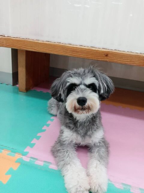 ココアちゃん🐶
本日は久しぶりの幼稚園に来園してくれました‼️久しぶりで最初は緊張していましたが、だんだん思い出してきたのかププちゃんやマロンちゃん、きりまるちゃん、まろちゃん達と走り回ったりみんなでワンプロを仕掛けあったりして過ごしていました👍
🐾🐶愛犬のお悩みご相談ください🐶🐾
@kenkohmura_official
↑フォロー待ってます↑
〒955-0091 新潟県三条市上須頃大割428−1
☎︎ 0256-35-2571
✉️ info@kenkohmura.jp
HP: http://kenkohmura.jp
LINE: https://lin.ee/7LIz5sb
#犬幸村#犬の幼稚園 #吠える、噛む #犬のしつけ #トイレ
シュナウザーシュナウザー可愛いシュナウザー大好きシュナウザー倶楽部シュナウザー可愛いすぎる